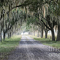 Coosaw fog Avenue of Oaks